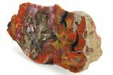 Polished Rainbow Petrified Wood (Araucarioxylon) Section -Arizona #336623-2